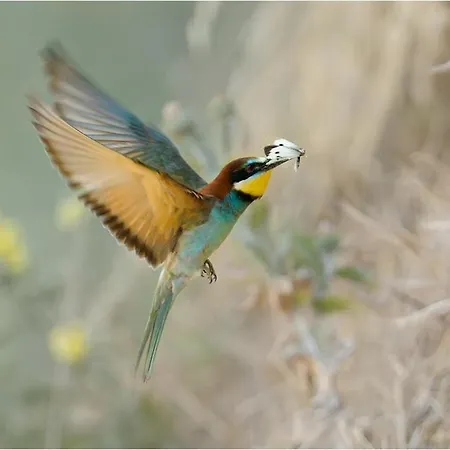 Cortebella Rimini Отель типа 