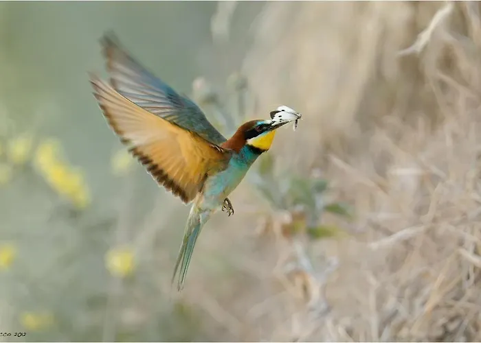 Cortebella Rimini Frühstückspension